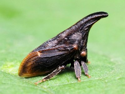 Campylenchia latipes 80152715