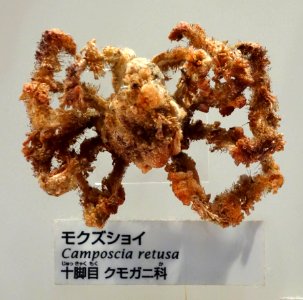 Camposcia retusa - National Museum of Nature and Science, Tokyo - DSC07557