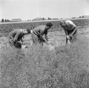 Canadese militairen helpen boeren, Bestanddeelnr 900-5476
