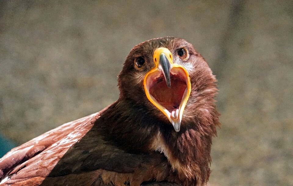 Bird close up animal portrait