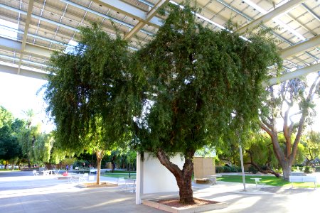 Campus view - Arizona State University - Tempe, AZ - DSC05925