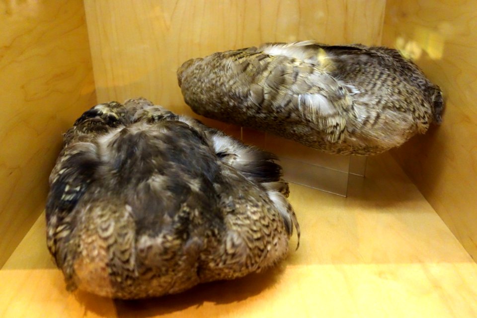 Canadian Inuit overshoes, Belcher Island, late 20th century, eider duck skins with feathers - Bata Shoe Museum - DSC00274