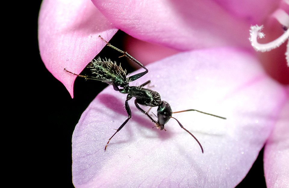 Camponotus niveosetosus visits a Watsonia flower