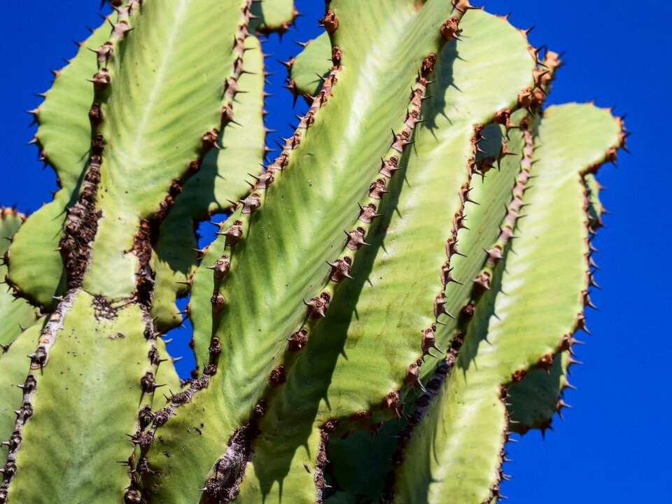 Nature sharp thorny