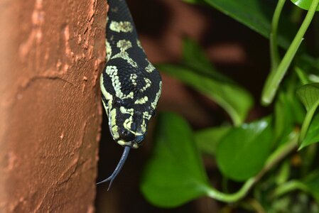 Black and white python reptile photo