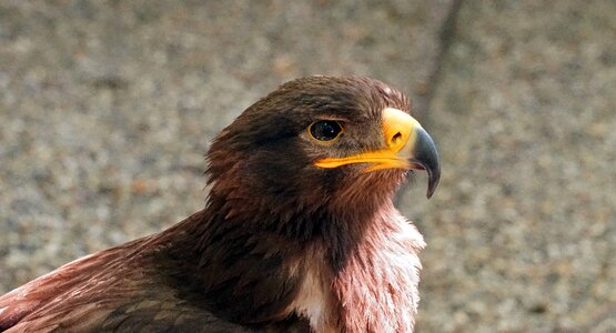 Bird close up animal portrait photo