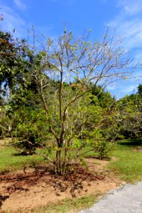 Campomanesia sp. - Fruit and Spice Park - Homestead, Florida - DSC08906
