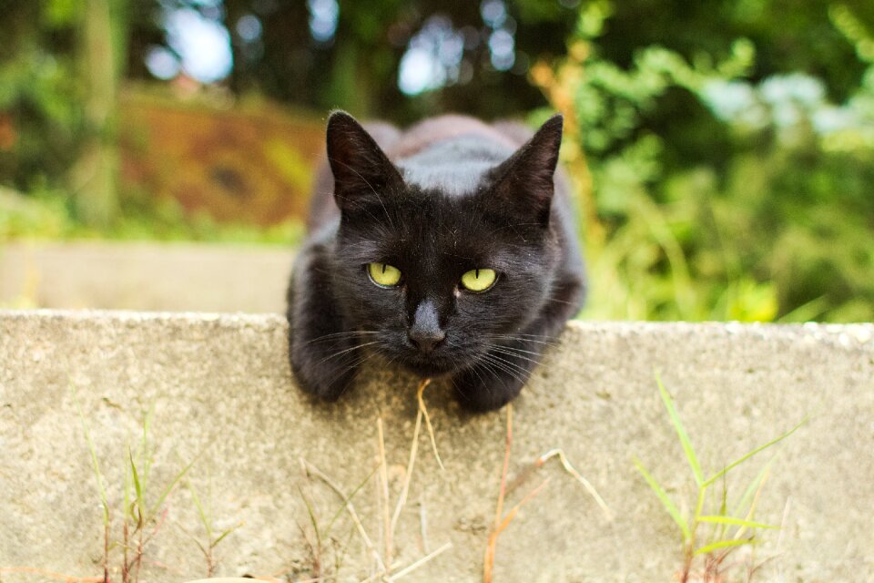 Domestic cute pet