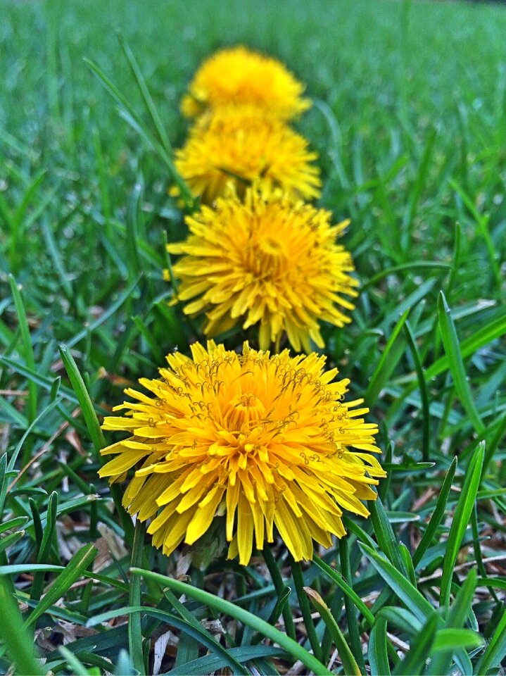 Weed spring yellow