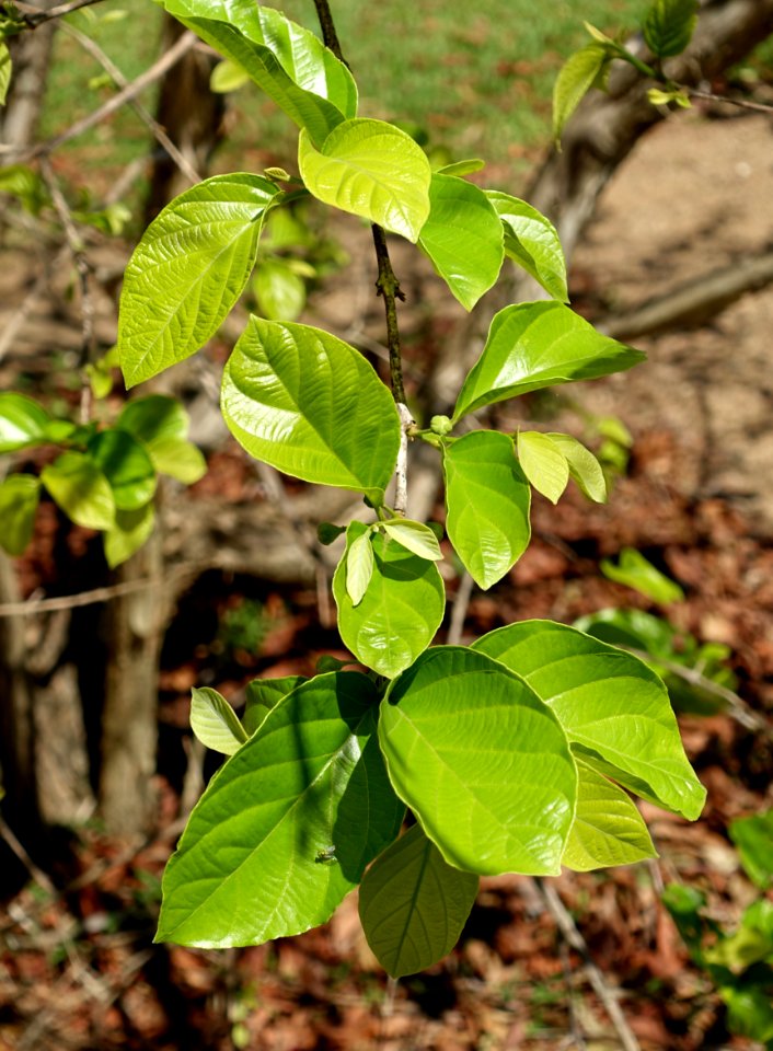 Campomanesia sp. - Fruit and Spice Park - Homestead, Florida - DSC08903