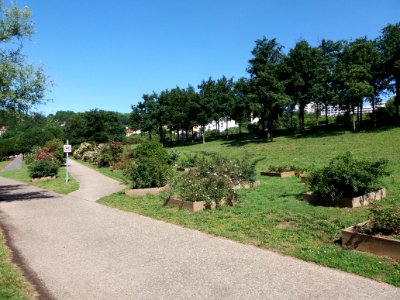 Caluire-et-Cuire - Parc des Berges de Saint-Clair - Allée de la roseraie, en montant