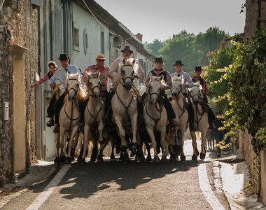 Horses bulls riders photo