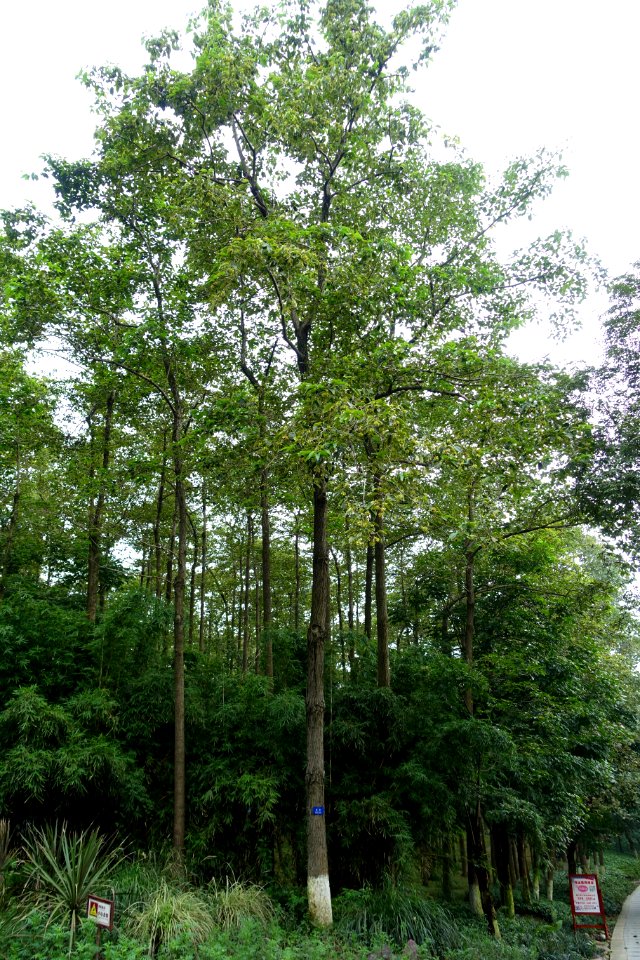 Camptotheca acuminata - Chengdu Botanical Garden - Chengdu, China - DSC03562