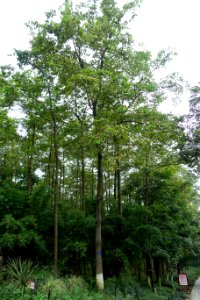 Camptotheca acuminata - Chengdu Botanical Garden - Chengdu, China - DSC03562
