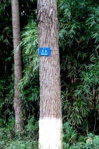 Camptotheca acuminata - Chengdu Botanical Garden - Chengdu, China - DSC03559