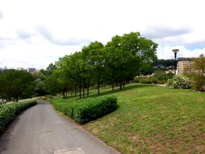 Caluire-et-Cuire - Parc des Berges de Saint-Clair - Arbres