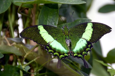 Flying eyes animal