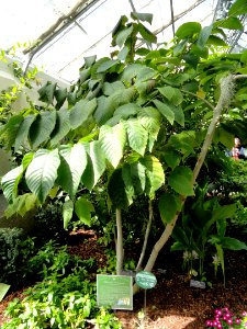 Camptotheca acuminata - United States Botanic Garden - DSC09523