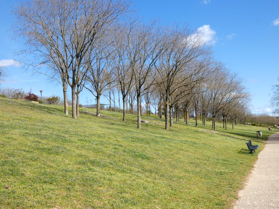 Caluire-et-Cuire - Parc des Berges de Saint-Clair - Arbres au long de la roseraie