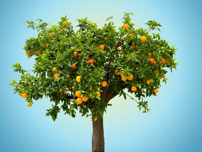 Orange tree fruit vitamin