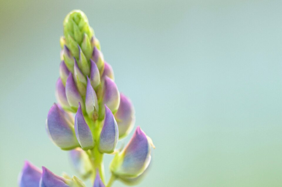 Blossom purple lupinus