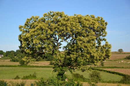 Chestnuts brown tree