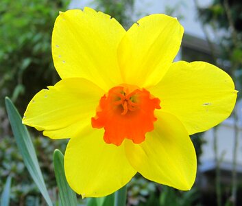 Spring yellow-and orange daffodil season photo