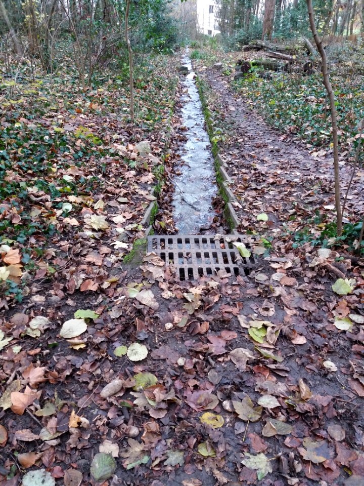 Caluire-et-Cuire - Bois de la Caille - Source descendant la colline