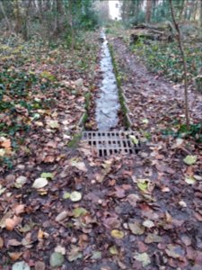 Caluire-et-Cuire - Bois de la Caille - Source descendant la colline