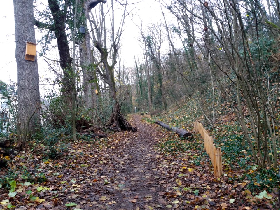 Caluire-et-Cuire - Bois de la Caille - Chemin et cabane