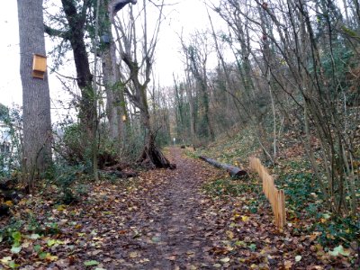 Caluire-et-Cuire - Bois de la Caille - Chemin et cabane