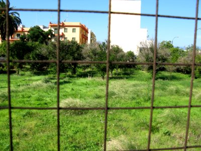 Campo Sperimentale della Stazione Sperimentale Industrie Essenze e Derivati Agrumi (SSEA) - Reggio Calabria, Italy - 7 Oct. 2009 - (4)