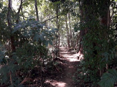 Caminho para dentro da Mata Atlântica