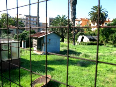 Campo Sperimentale della Stazione Sperimentale Industrie Essenze e Derivati Agrumi (SSEA) - Reggio Calabria, Italy - 7 Oct. 2009