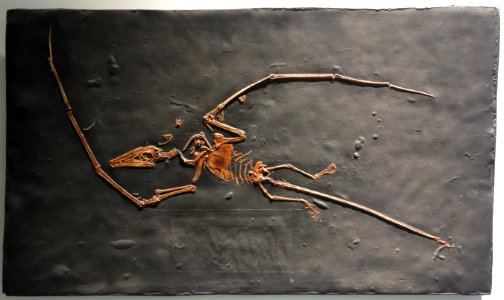 Campylognathoides liasicus cast - University of California Museum of Paleontology - Berkeley, CA - DSC04685