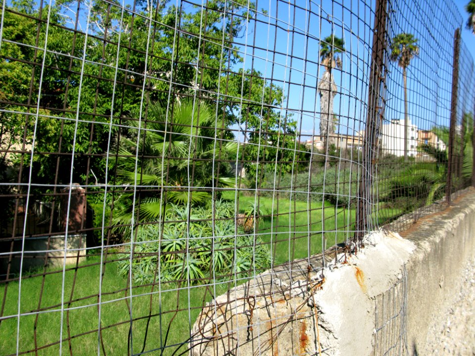 Campo Sperimentale della Stazione Sperimentale Industrie Essenze e Derivati Agrumi (SSEA) - Reggio Calabria, Italy - 7 Oct. 2009 - (12)