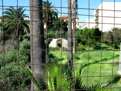 Campo Sperimentale della Stazione Sperimentale Industrie Essenze e Derivati Agrumi (SSEA) - Reggio Calabria, Italy - 7 Oct. 2009 - (7)