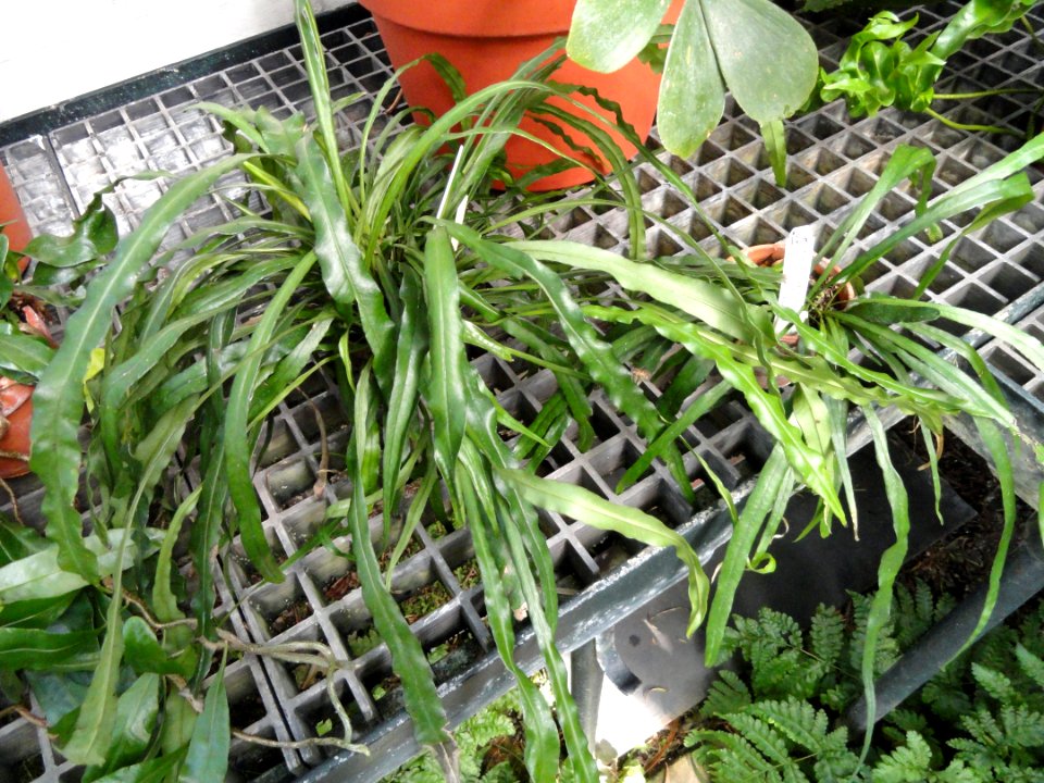 Campyloneurum angustifolium - Lyman Plant House, Smith College - DSC04281
