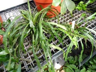 Campyloneurum angustifolium - Lyman Plant House, Smith College - DSC04281