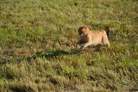 Run grass fiels photo