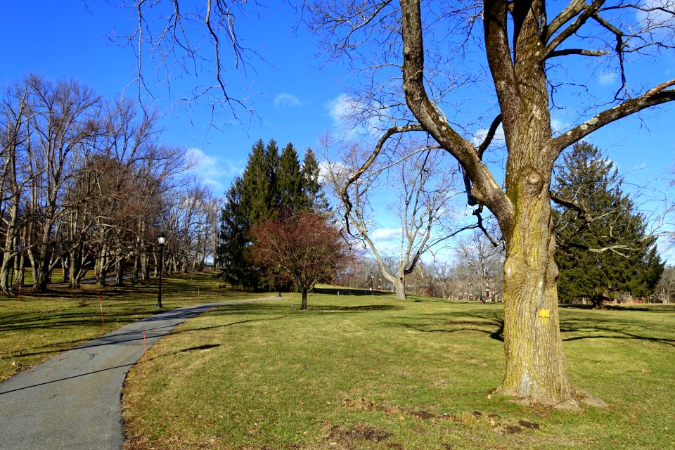 Campus view - Regis College - Weston, Massachusetts - DSC09575