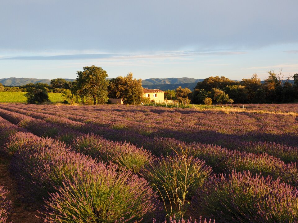 Lavender flowers violet lavender cultivation