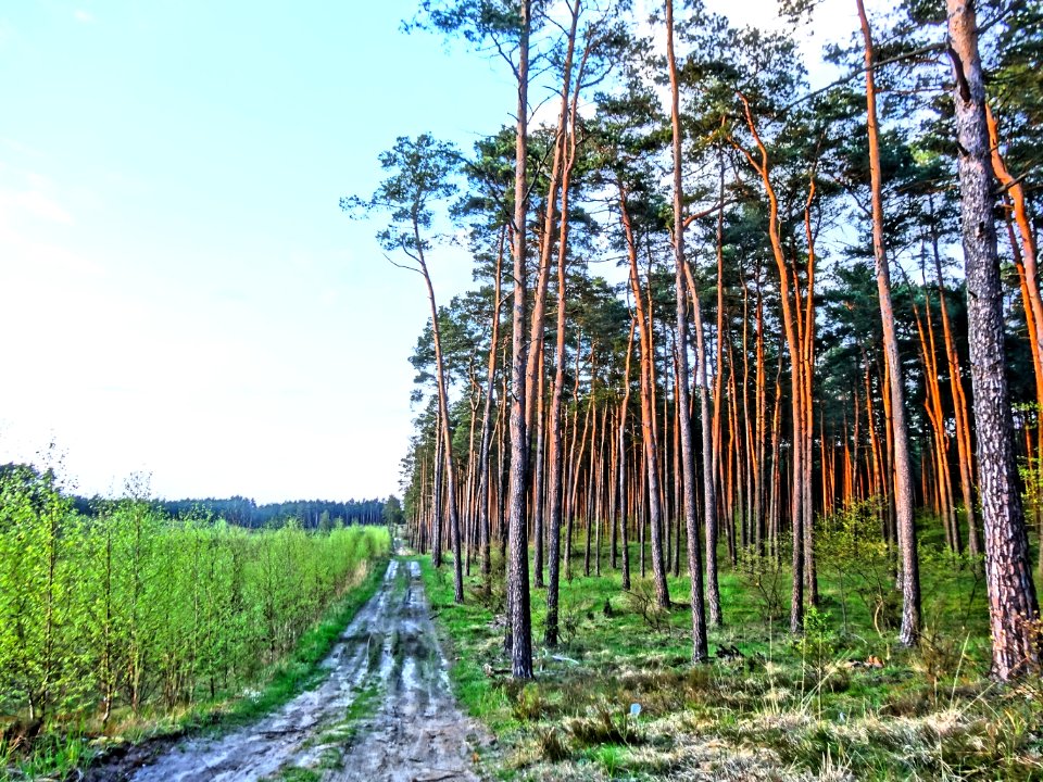 Bydgoszcz Forest 6 04-2014