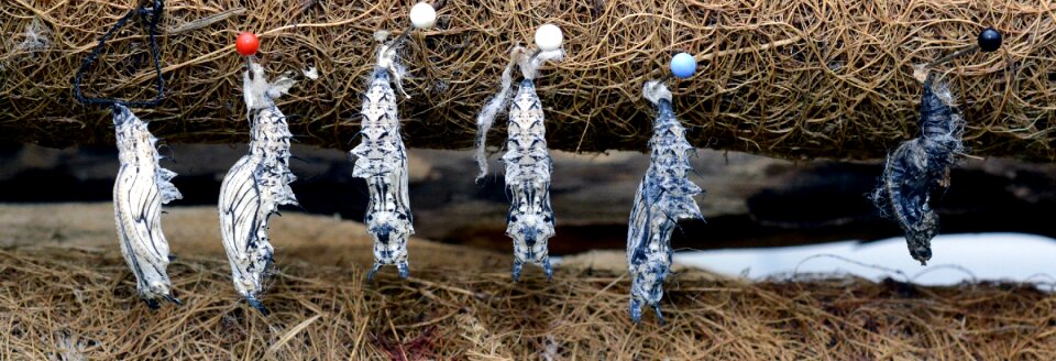 Breeding hanging nature