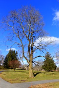 Campus view - Regis College - Weston, Massachusetts - DSC09568