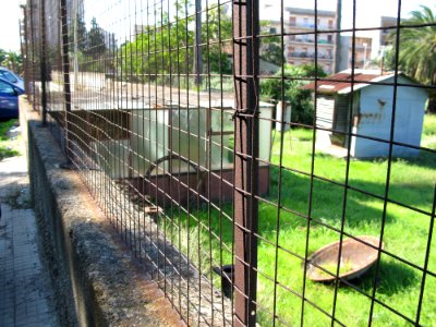 Campo Sperimentale della Stazione Sperimentale Industrie Essenze e Derivati Agrumi (SSEA) - Reggio Calabria, Italy - 7 Oct. 2009 - (3)