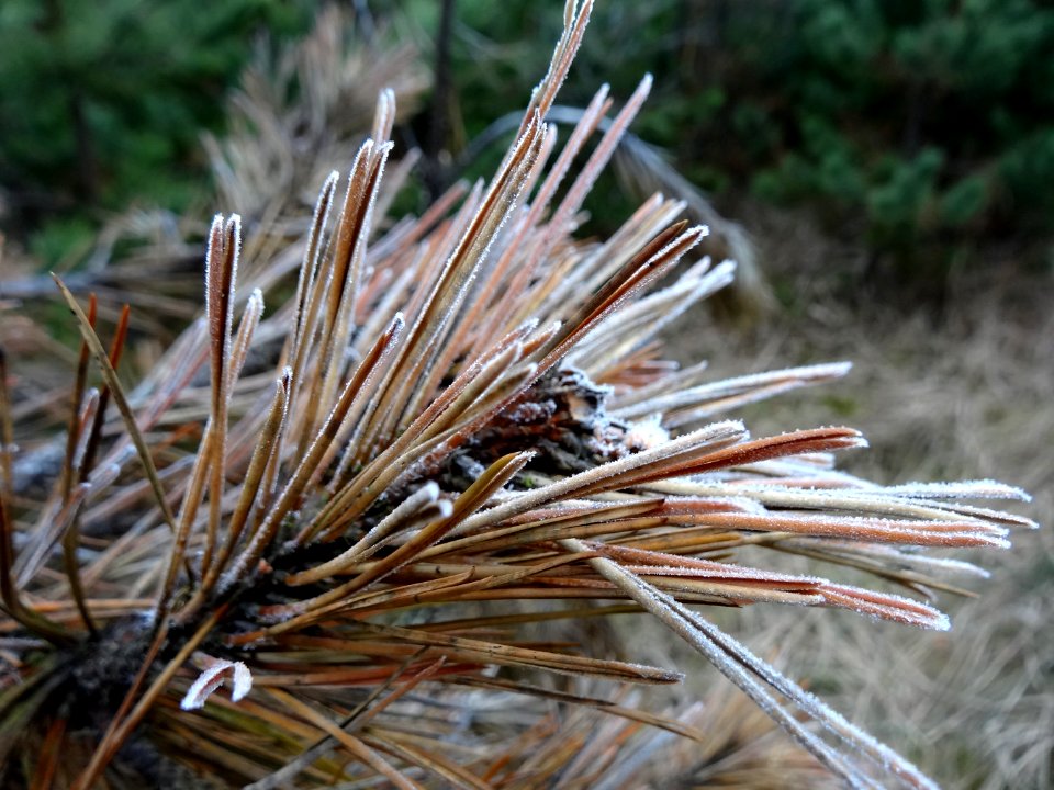 Bydgoszcz Forest 3 03-2014