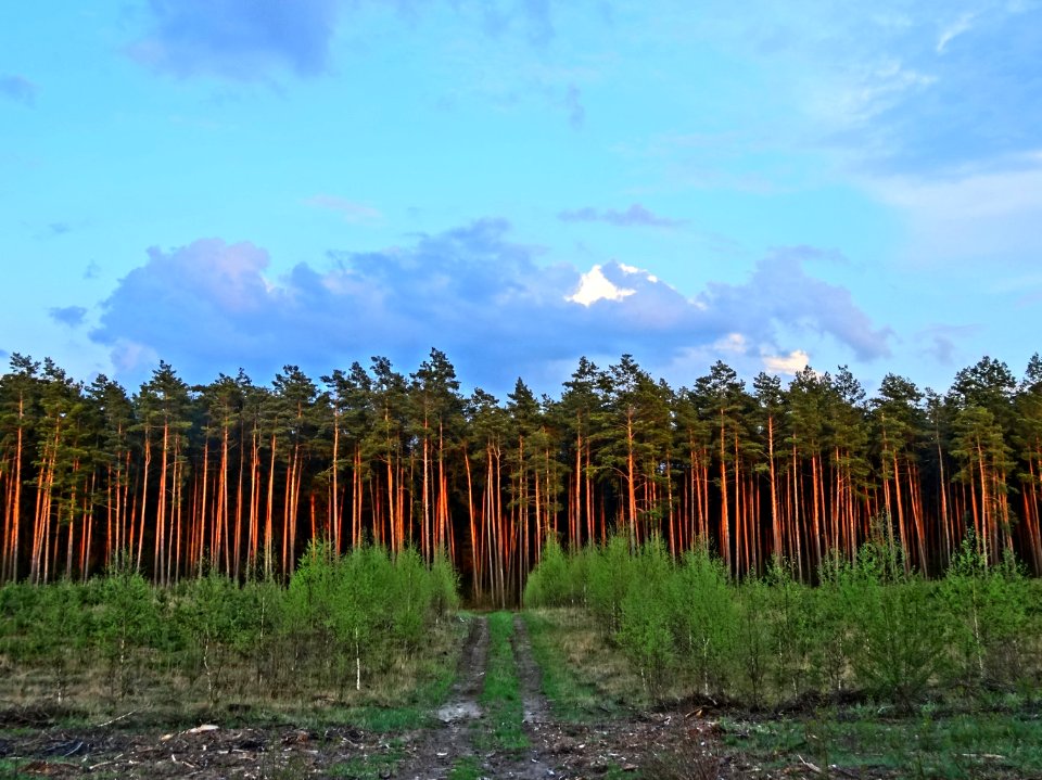 Bydgoszcz Forest 1 04-2014