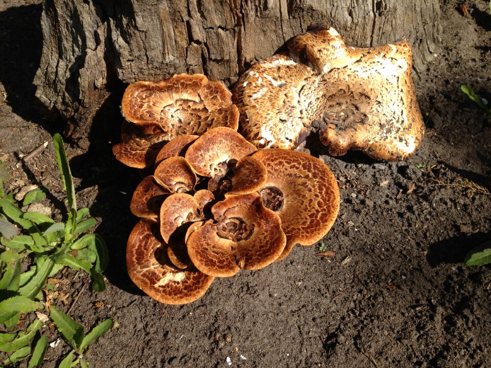 Fungi mushrooms leaves