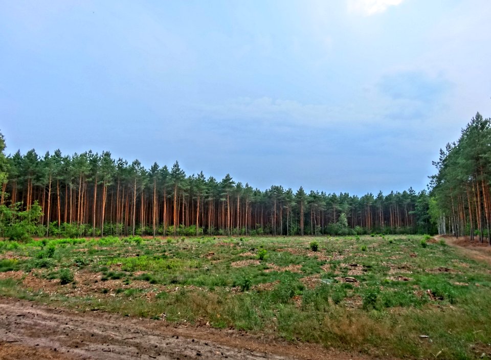 Bydgoszcz Forest 8 07-2014